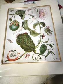 botanical print of passion flowers by Maria Merian by Amazing Rare Things