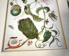 botanical print of passion flowers by Maria Merian by Amazing Rare Things