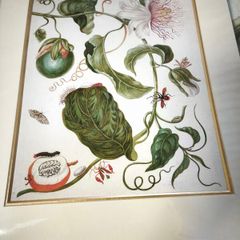 botanical print of passion flowers by Maria Merian by Amazing Rare Things