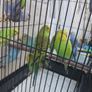 bird cage Image 6