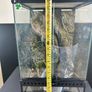 terrarium Image 4