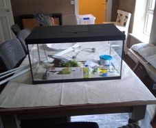 Fish