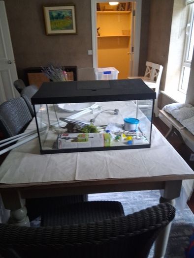 Fish