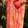 Antique Sacred Heart. Statue 16 inch Plaster Heart Jesus Christ Catholic Church Image 6