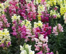 Snapdragon seeds