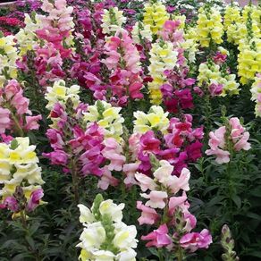 Snapdragon seeds