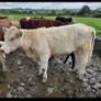 Pedigree Shorthorn Heifers Image 5