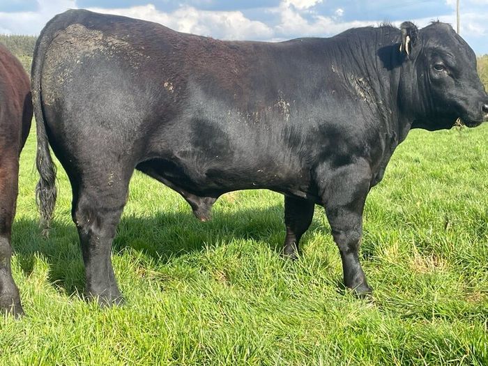 Angus bulls Ballyjamesduff Mart on the 5th May