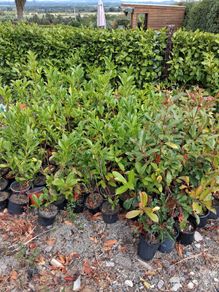 Hedging
