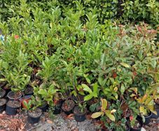 Hedging