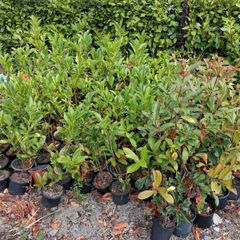 Hedging