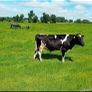 Vasectomised bull Image 2
