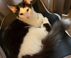 cat