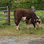 Hereford Bulls Image 9