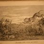Lion-Hearted: The Story of Bishop Hannington's Life Image 9