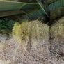 Square bales Image 4