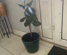 rubber plant ficus elastica