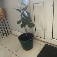 rubber plant ficus elastica