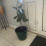 rubber plant Ficus elastica Image 3
