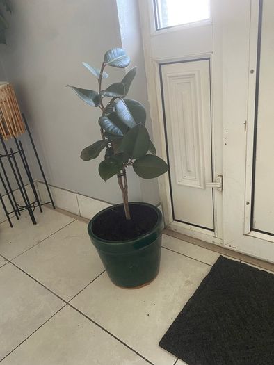 rubber plant Ficus elastica
