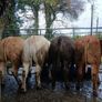 Super heifers Image 2