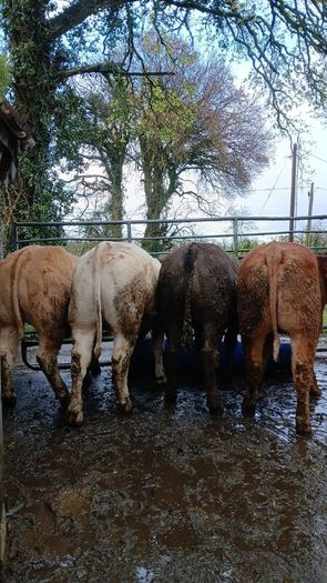 Super heifers
