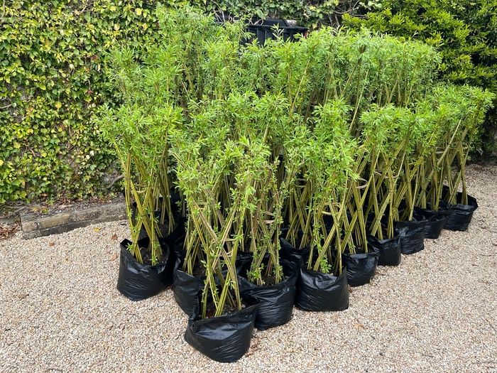 Living Willow Sculptures 20-25 euro each