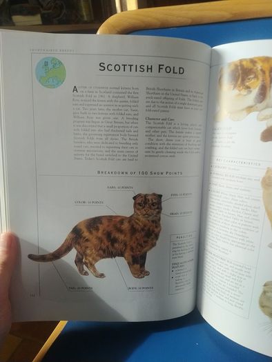 Giant Book of the Cat