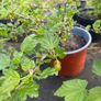 Red gooseberry 5-7,5l pot fruiting bushes available in September 2024 Image 4
