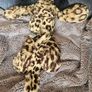 Jellycat Merryday Leopard RARE Image 5