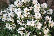 Rhododendron Snow White