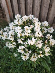 Rhododendron Snow White