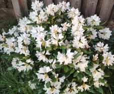 Rhododendron Snow White