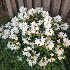 Rhododendron Snow White