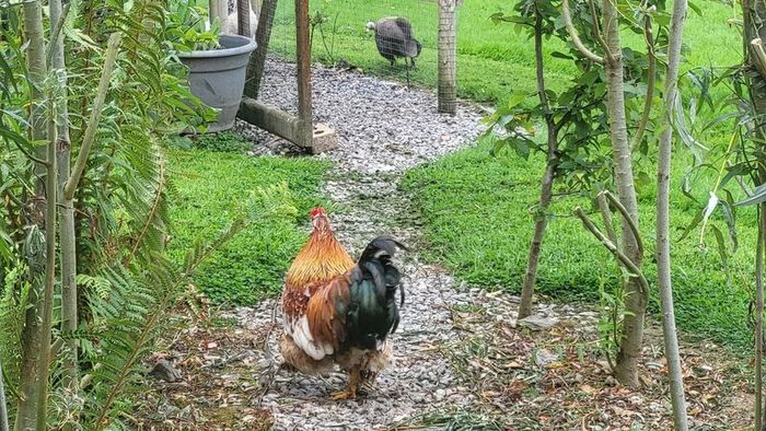 Rooster frizzel feathered