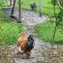 Rooster frizzel feathered Image 6