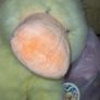 Large brand new Teddy bear Image 4