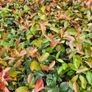 Red Robin Hedging TWO EUROS Image 3