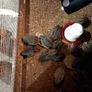 Quail Image 2