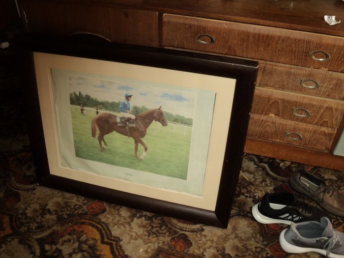 Racehorse picture