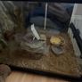 Reptile tank - was use for a tortoise Image 2