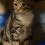Female cat Image 2