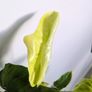 Philadendron Golden Violin Plant Image 3