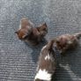 kitten Image 4