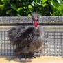 Purebred Finnish Silkie Cockerel Image 2