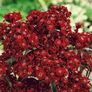 (D) Sweet William Dunetti seeds 0.5g (449969) Image 2