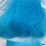 Goose Feathers Image 3