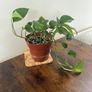 Golden pathos house plant Image 3