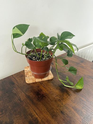 Golden pathos house plant