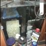 fish Image 4